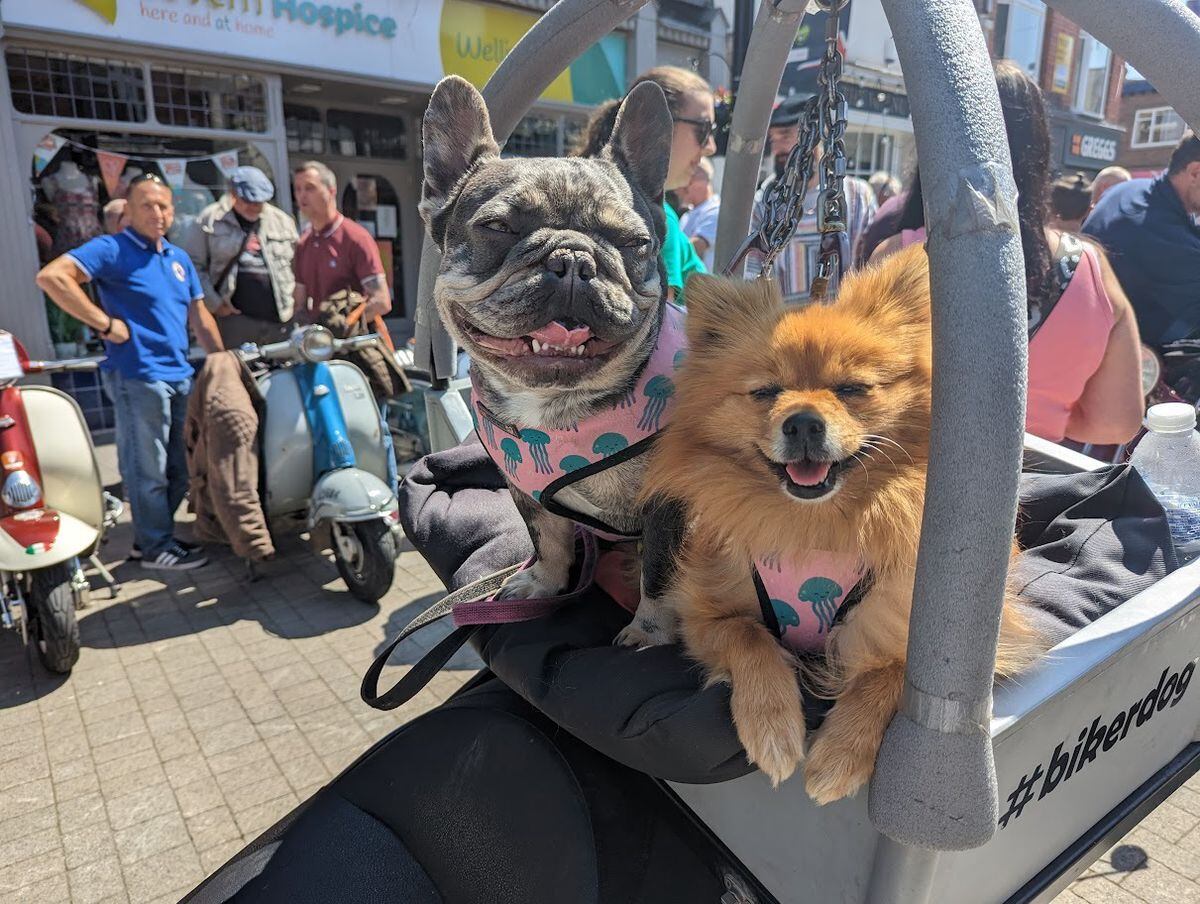 French bulldog, Winnie and Pomeranian, Freda rode along for the day