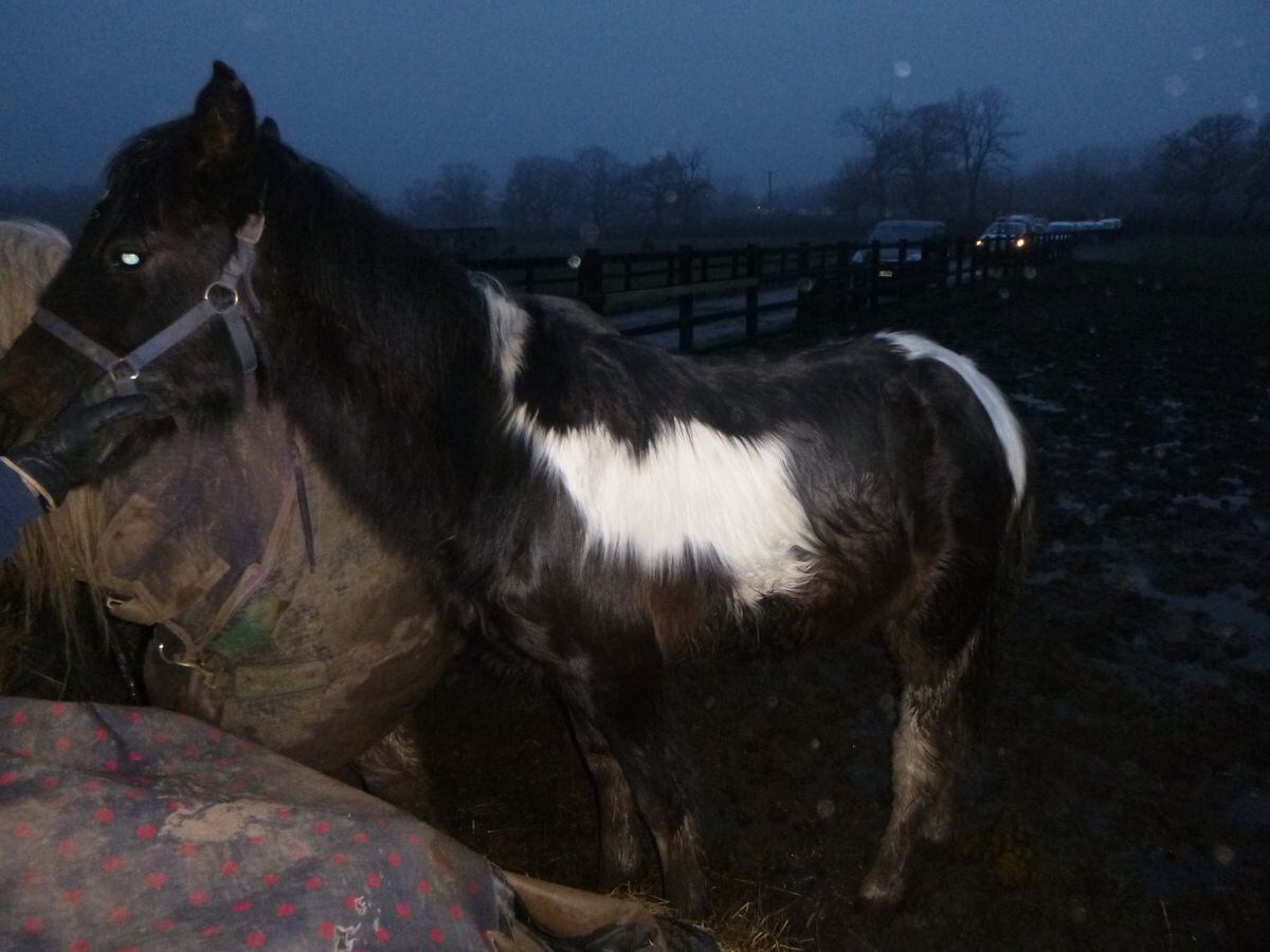 The Skewbald filly found at Six Ashes, Bridgnorth. Photo: RSPCA