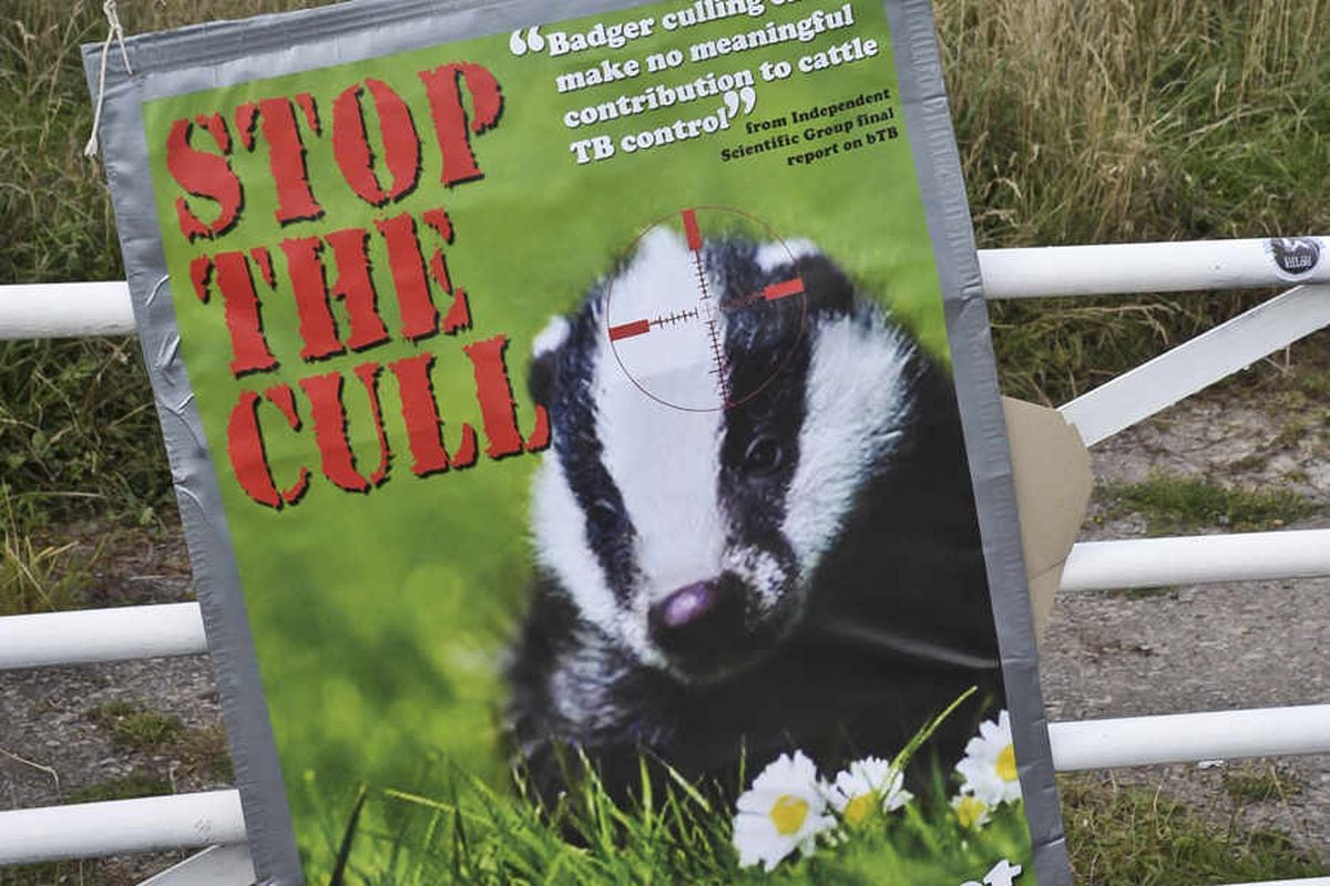 Badger cull: The case against