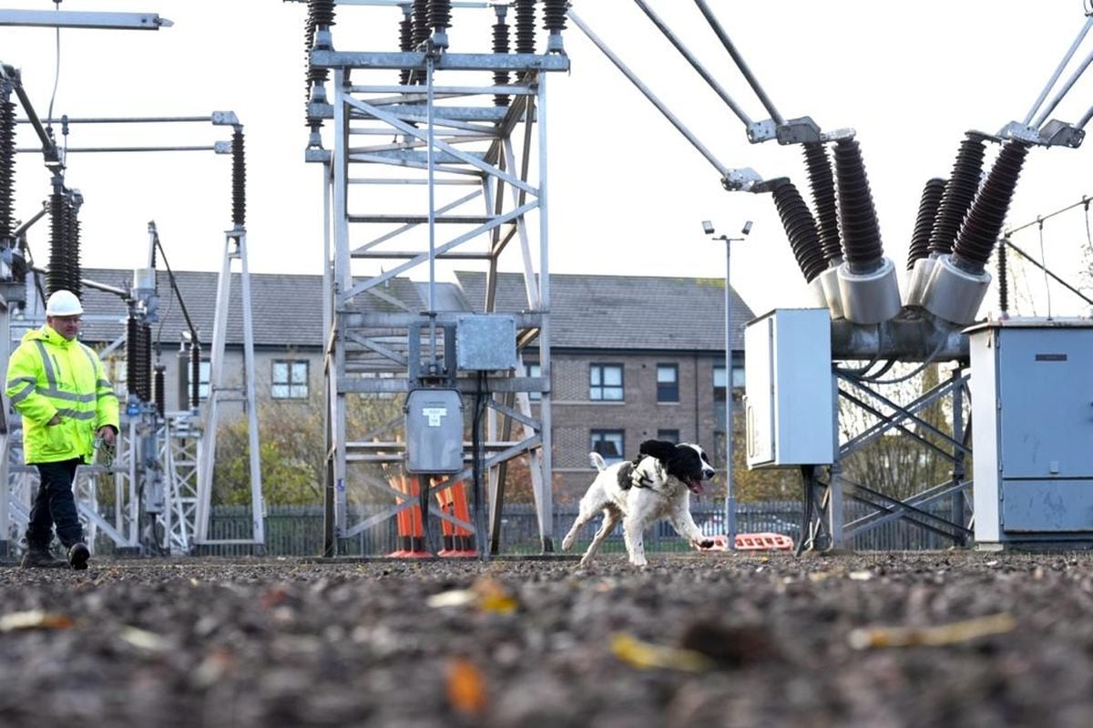 SPEN has been trialling the use of specially trained detection dog Jac, who is able to help identify faults on the power network deep underground. Photo: Scottish Power Energy Networks/PA Wire