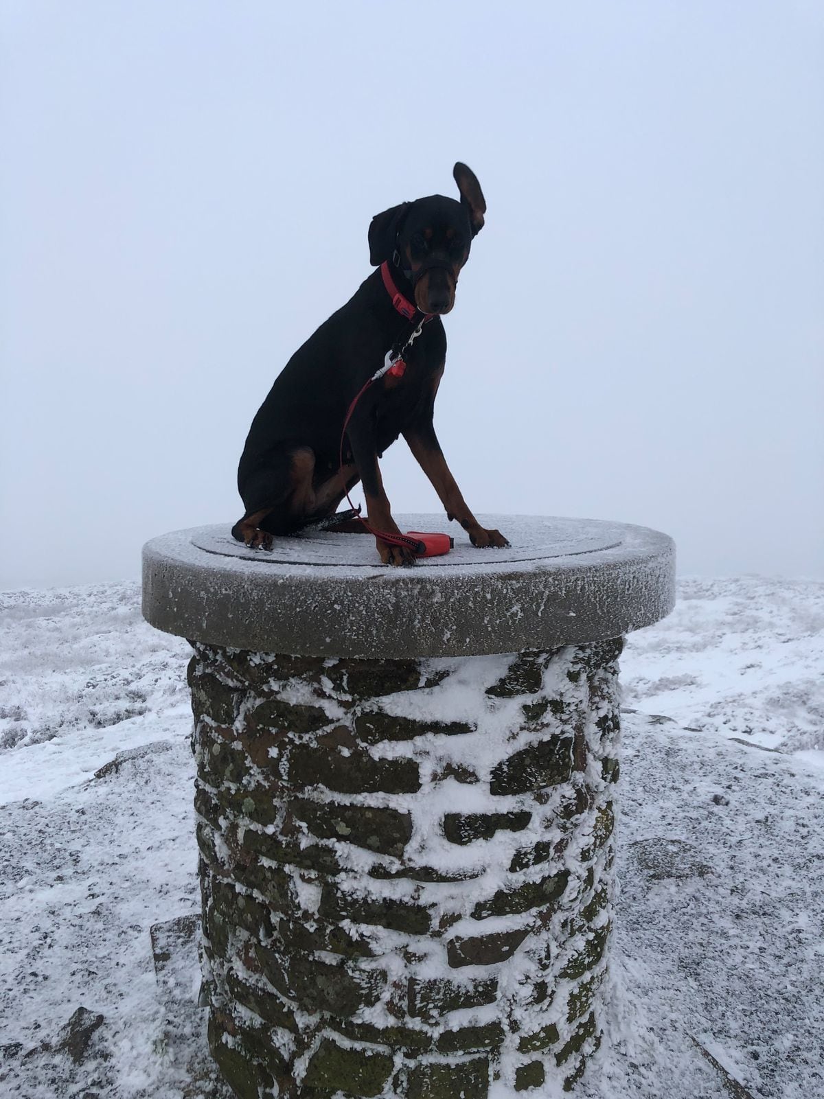 Ember the dog atop Brown Clee Hill in Ditton Priors. Pic: Ross Gale