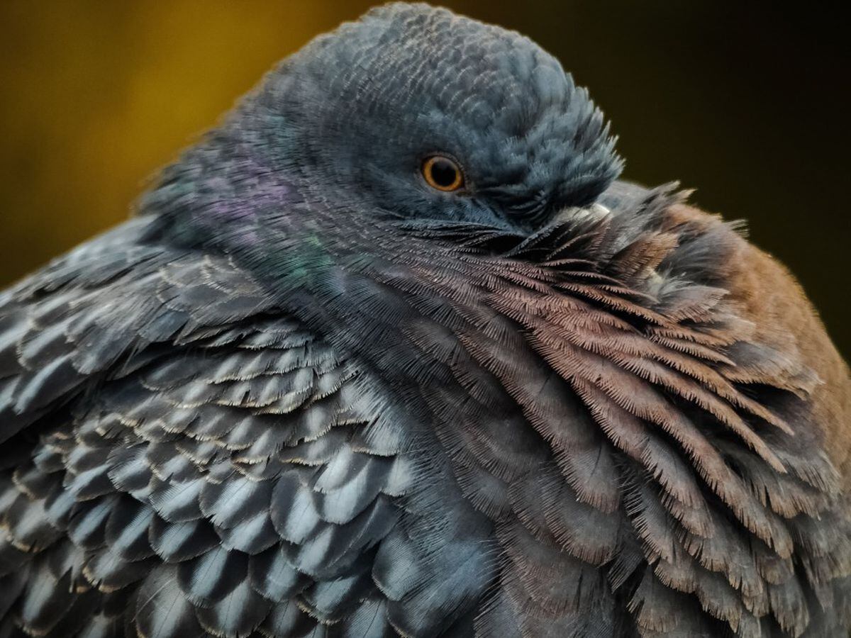 A pigeon keeps cosy in the cold in this photo by Reinhold Fischer