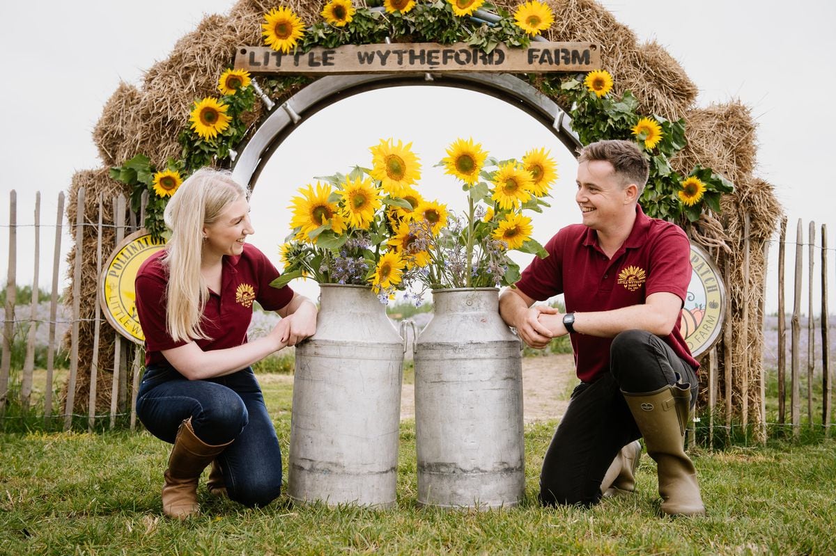 Amelia Davies and Simon Davies at Little Wytheford Farm near Shrewsbury have for the second year opened their gates to their Sunflower Farm after the huge success from last year