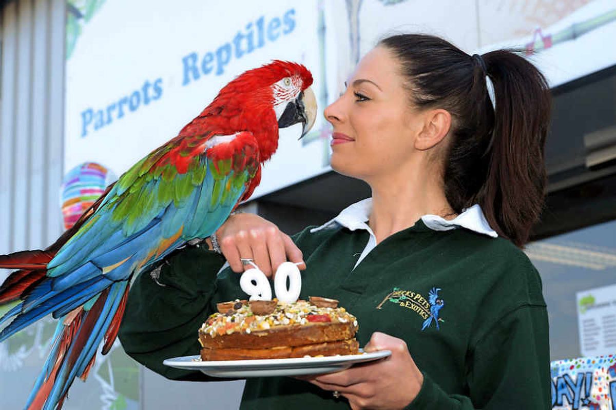 Watch: Shrewsbury movie star Poncho officially the world's oldest parrot after celebrating 90th birthday