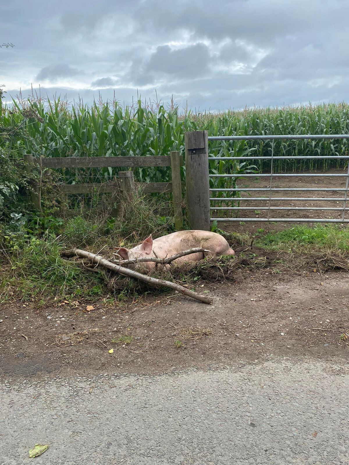 One of the pigs lying as it was found