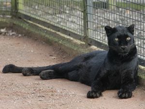 A creature similar to the black leopard has been seen in the countryside in Staffordshire