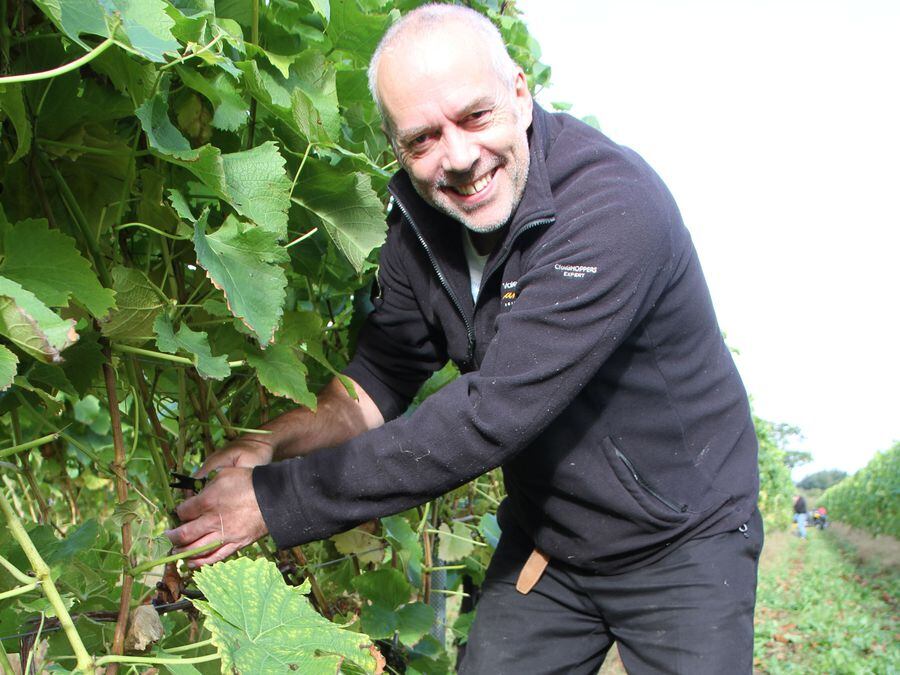 Russell Cooke at Kerry Vale Vineyard 