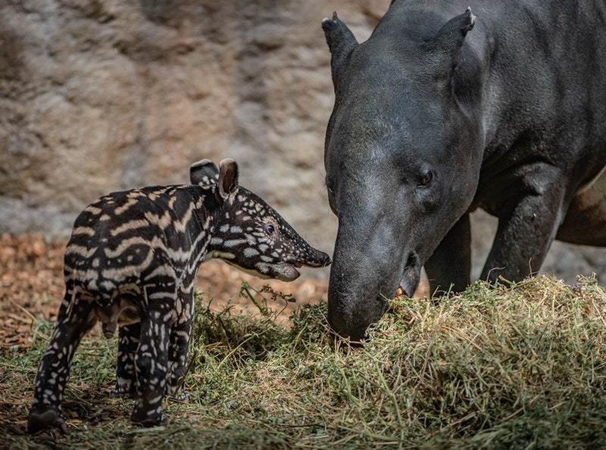 Precious' endangered baby tapir born at Chester Zoo | Shropshire Star