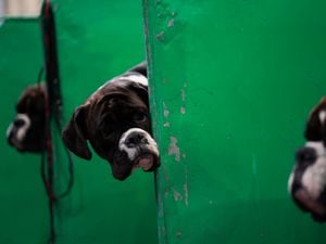 Boxer dogs during the first day of the Crufts Dog Show 