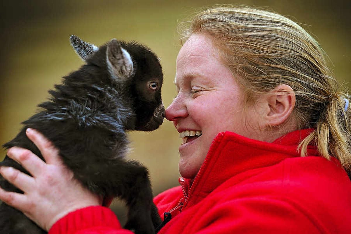 He's the size of a cat... no kid-ding! Meet the smallest billy goat in the country