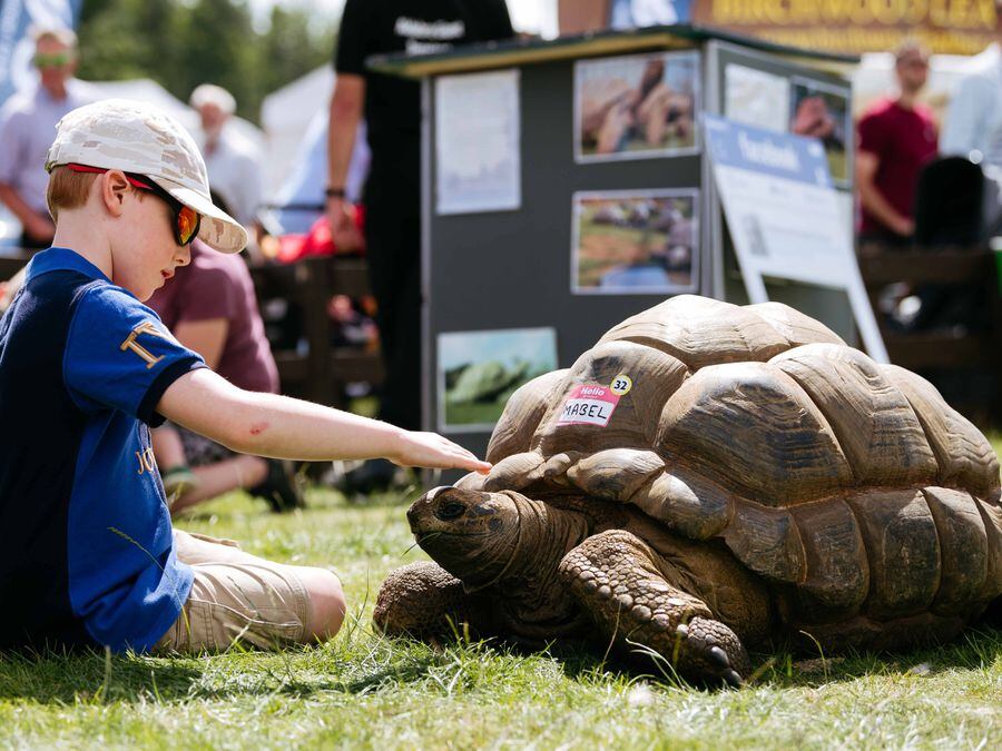 William Crowther, 7, from Bewdley with Mavel the giant tortoise at Burwarton Show