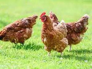 Bird flu has been found near Montgomery in Powys