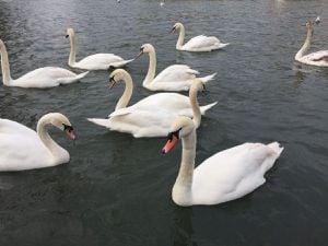 Swans, geese and ducks are the wild bird species largely affected by bird flu in the UK