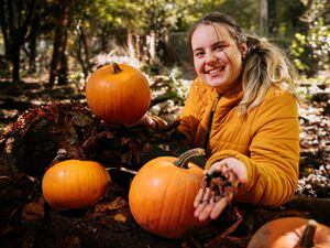 Sinead Wright is hard at work preparing the zoo for a pumpkin-picking, bug-biting 'spooktacular'. Note: tarantula is not on the menu