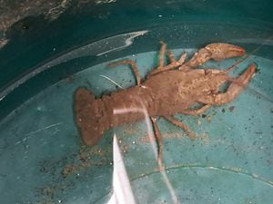 The crustacean that found its way to the police station