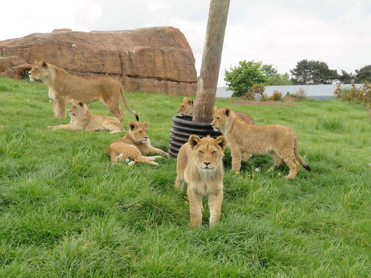 west midlands safari park lion feeding