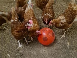 Football playing chickens