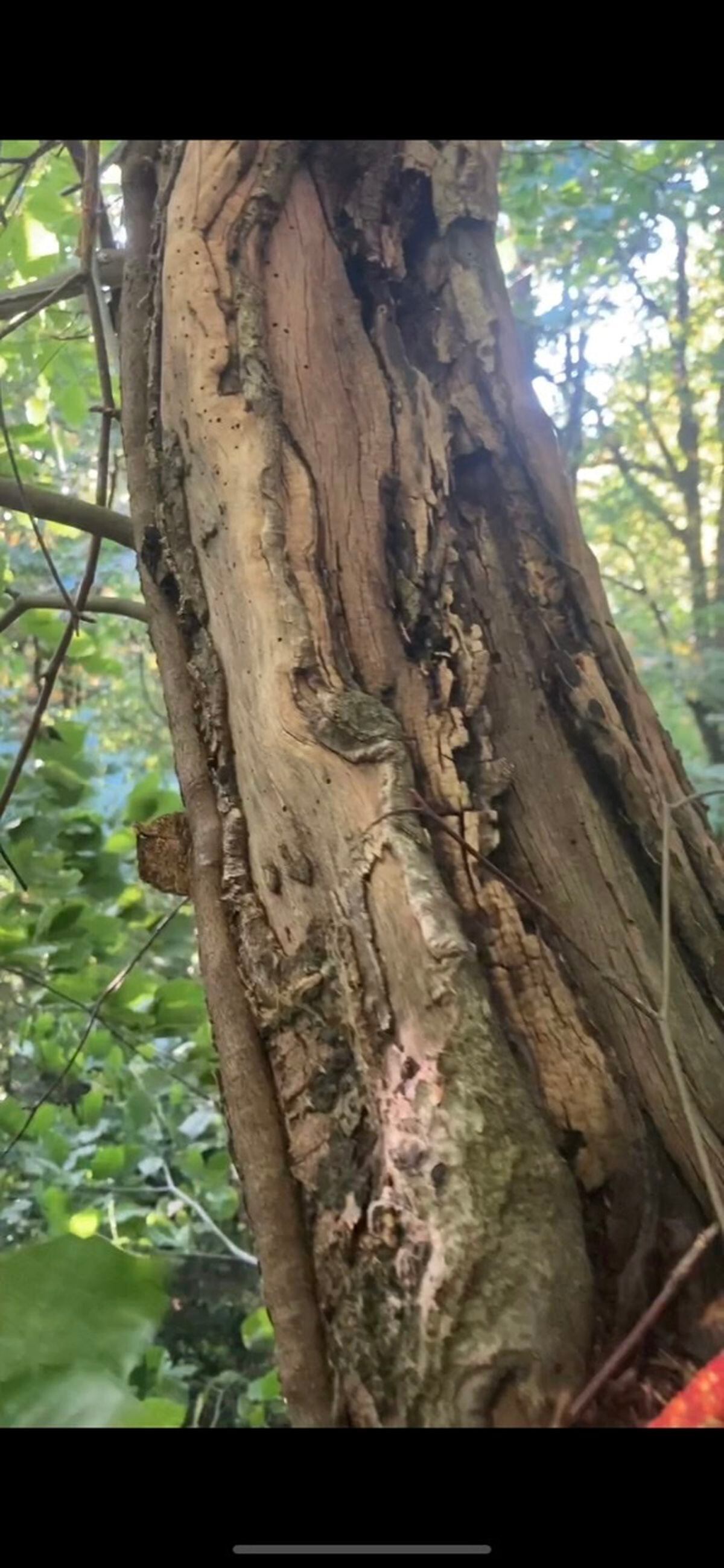 Damage caused by the squirrels shown in images from the Severn Gorge Countryside Trust