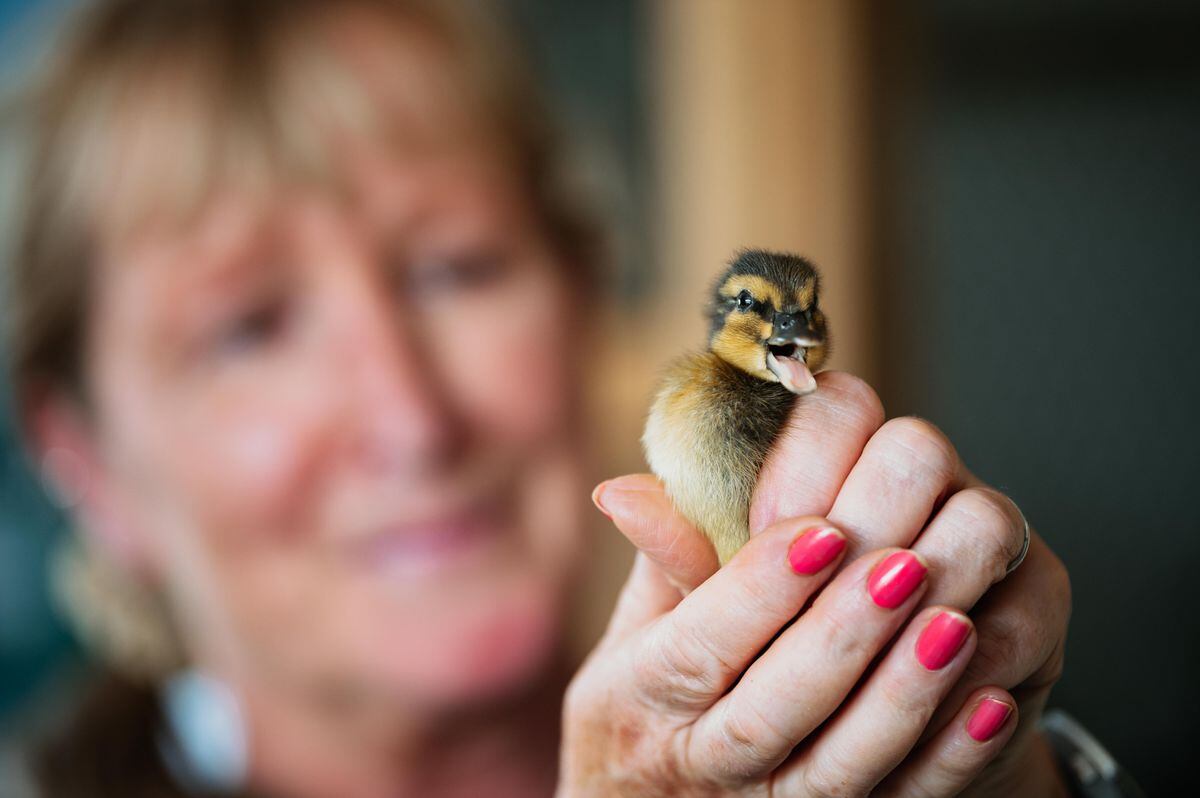 Fran Hill holding a mallard duckling at Cuan Wildlife Rescue 