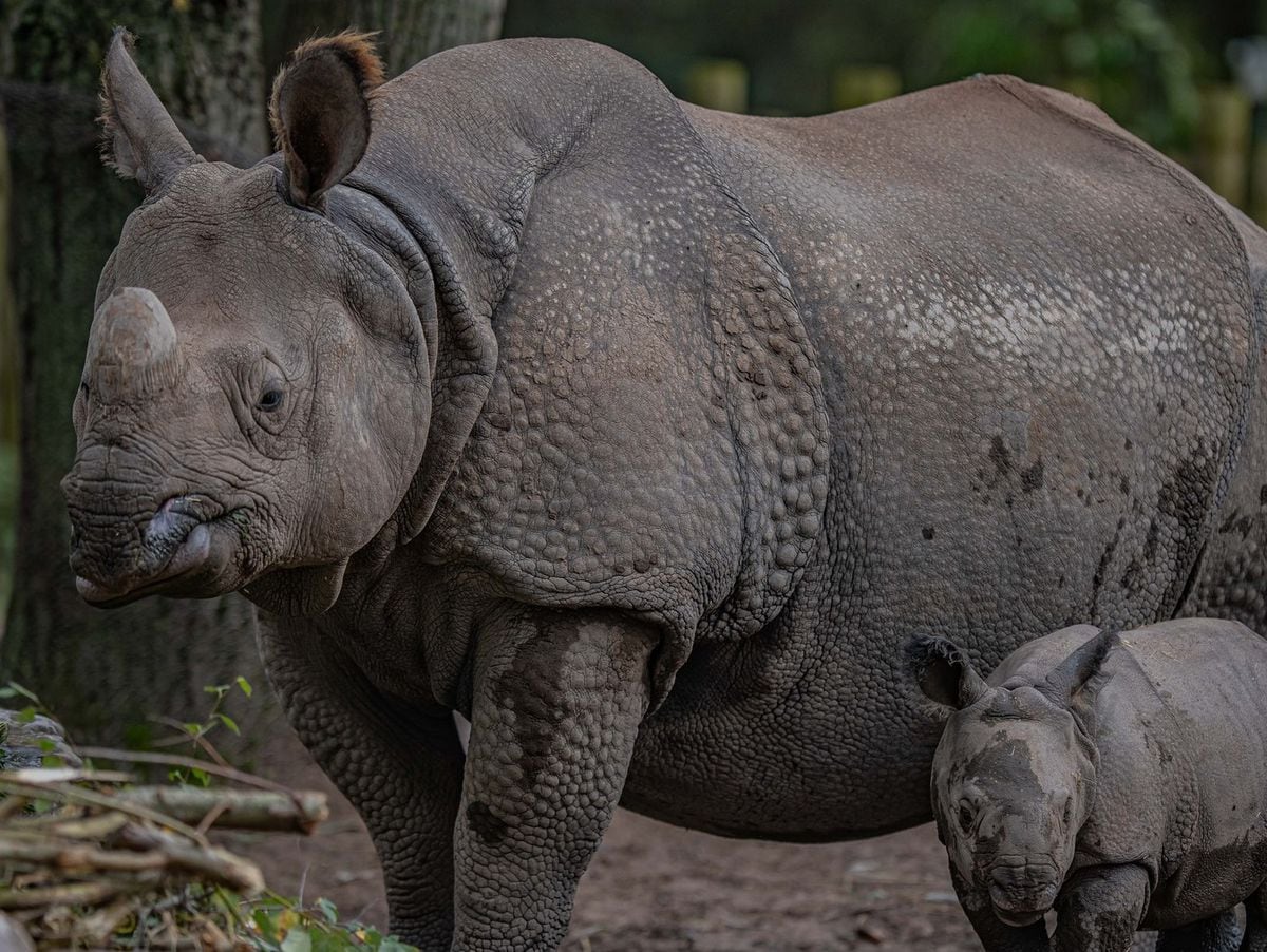 A rhino mum and baby. Picture: Chester Zoo