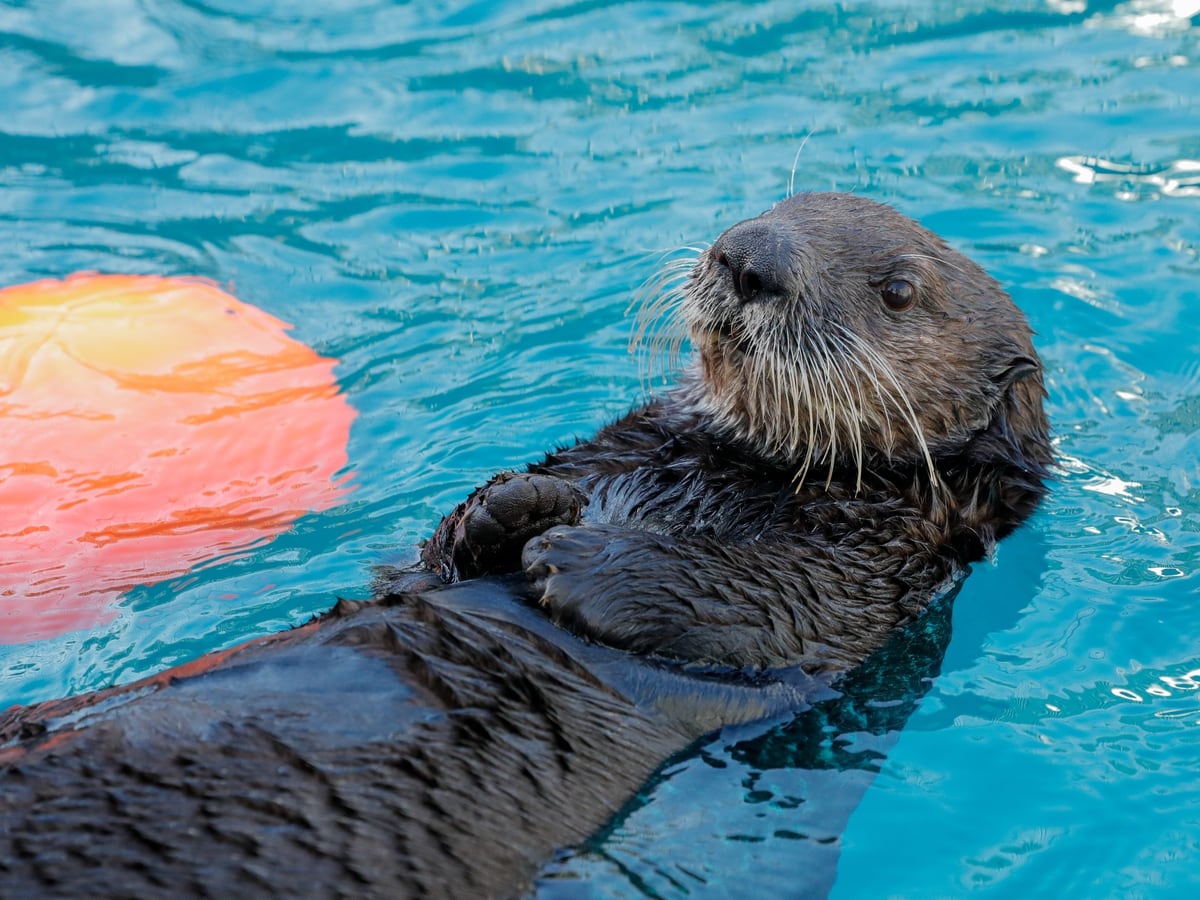 Alaskan sea otters coming to Birmingham Sea Life Centre in UK first ...