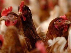 Avian flu and its impact on poultry farming discussed in Westminster