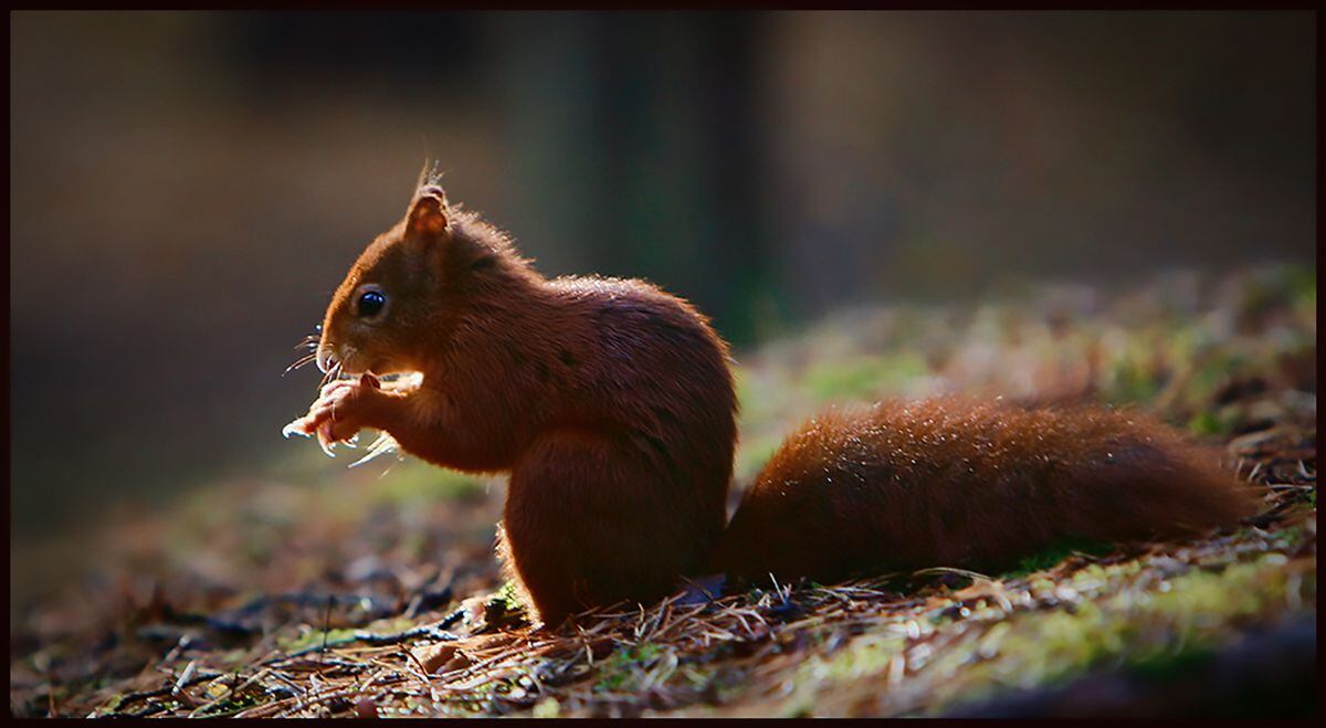 Red Squirrel by Jann Wassell