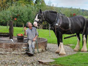 Getting ready for apple pressing day in 2020, wagoner Simon Trueman, with 'Alfie', at Acton Scott Historic Working Farm