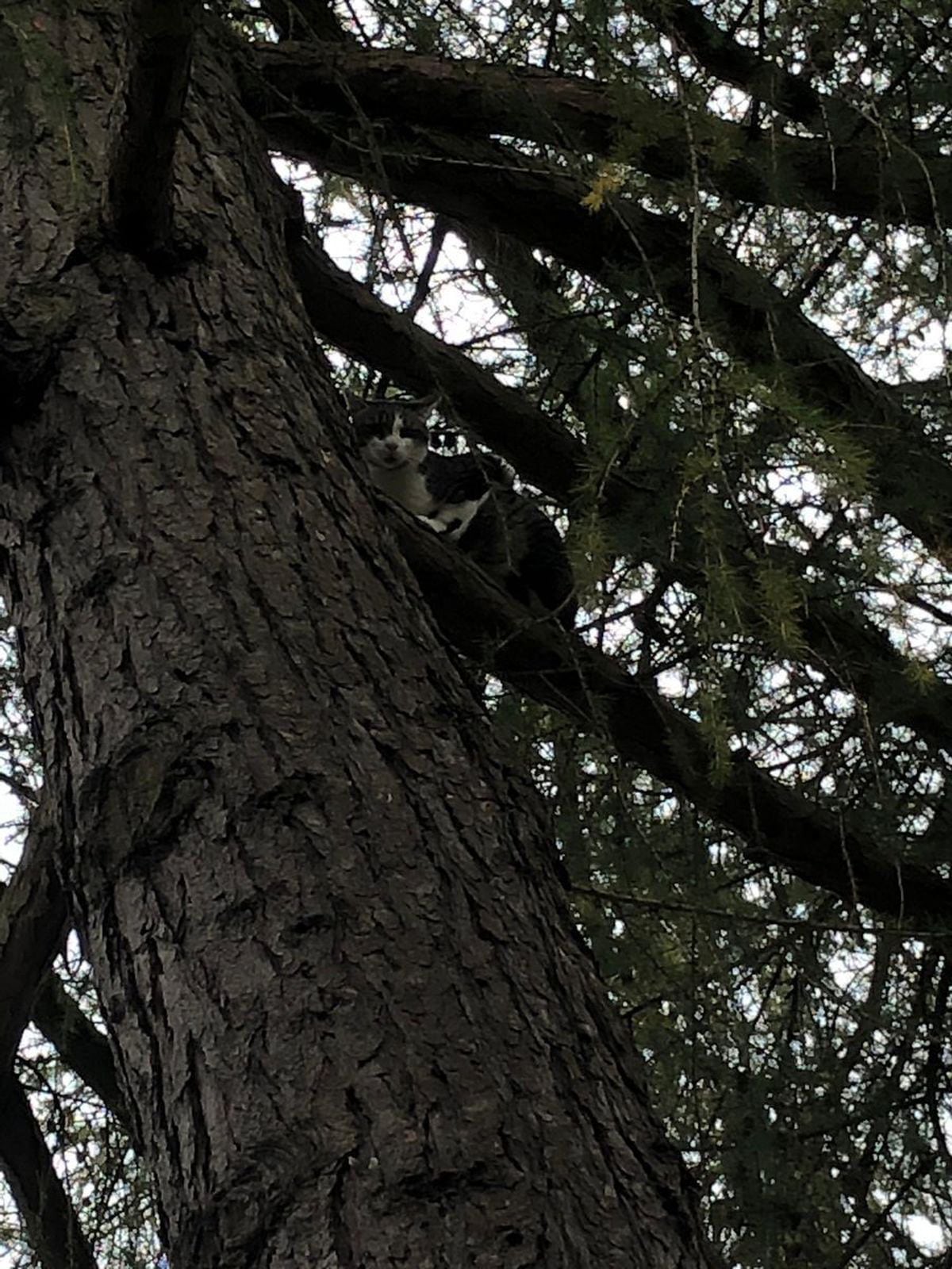 Cat rescued after getting stuck 25 feet up a tree in Much Wenlock