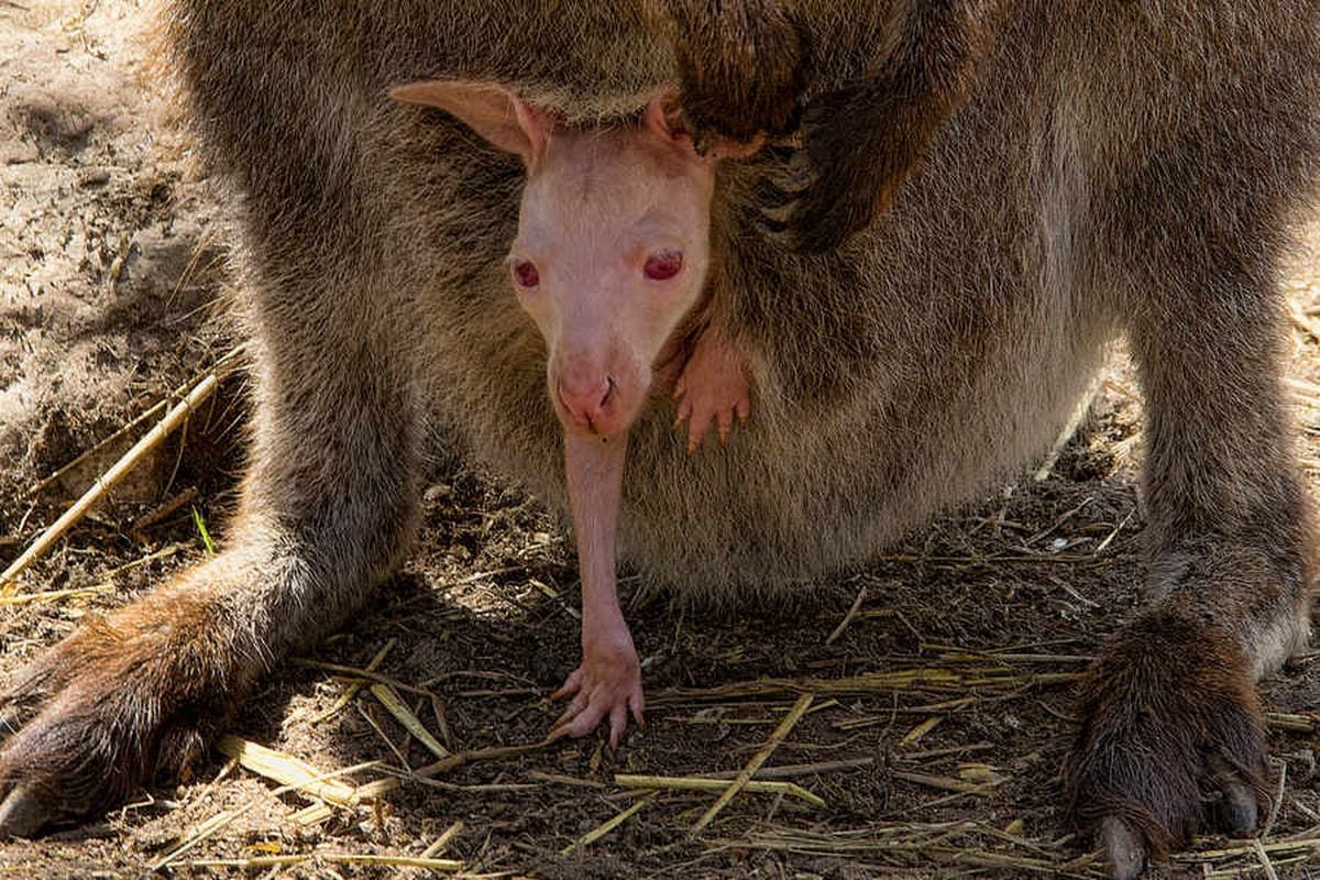 Baby wallaby Jason takes to starring role at  Telford garden centre