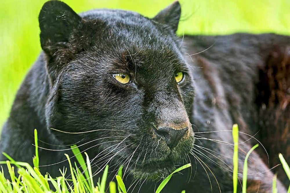 Panther-type big cat spotted climbing Telford fence ...
