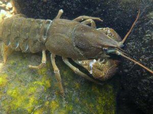 Crayfish need help to claw back rivers