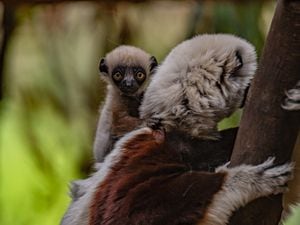 The baby dancing lemur