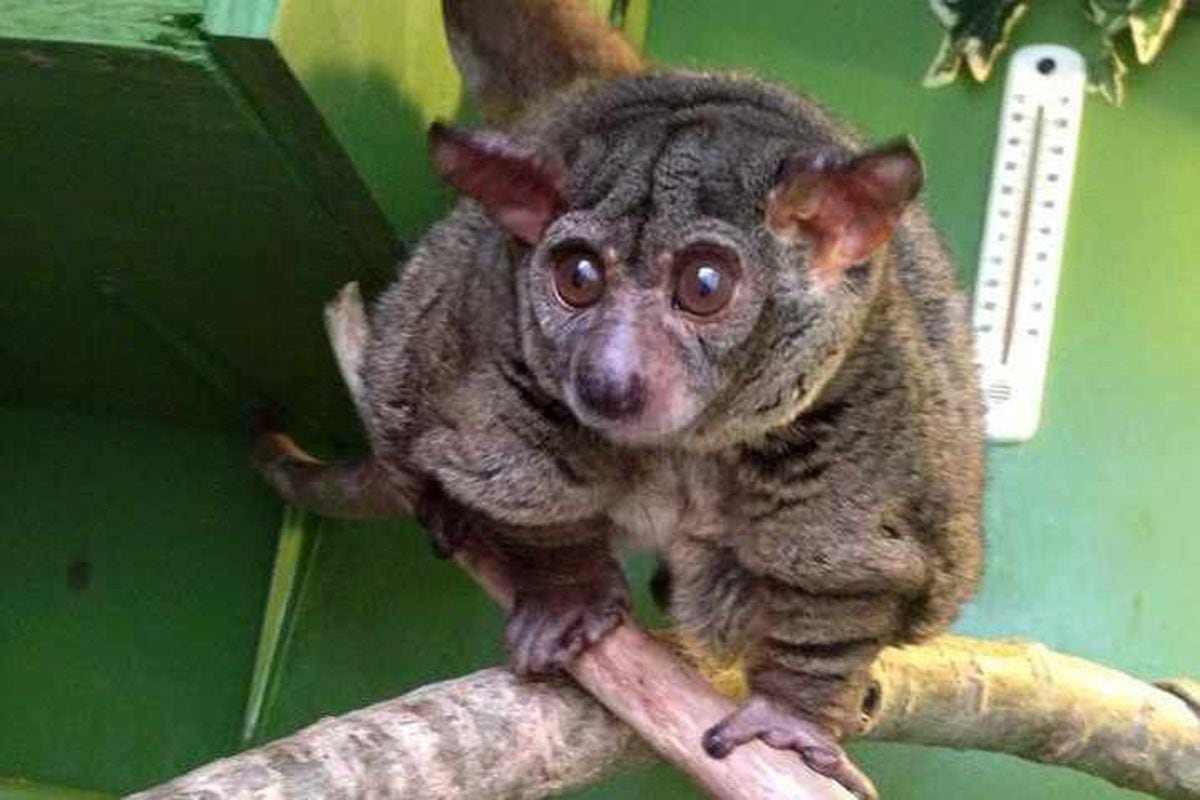 Bush baby to find new home in Telford | Shropshire Star