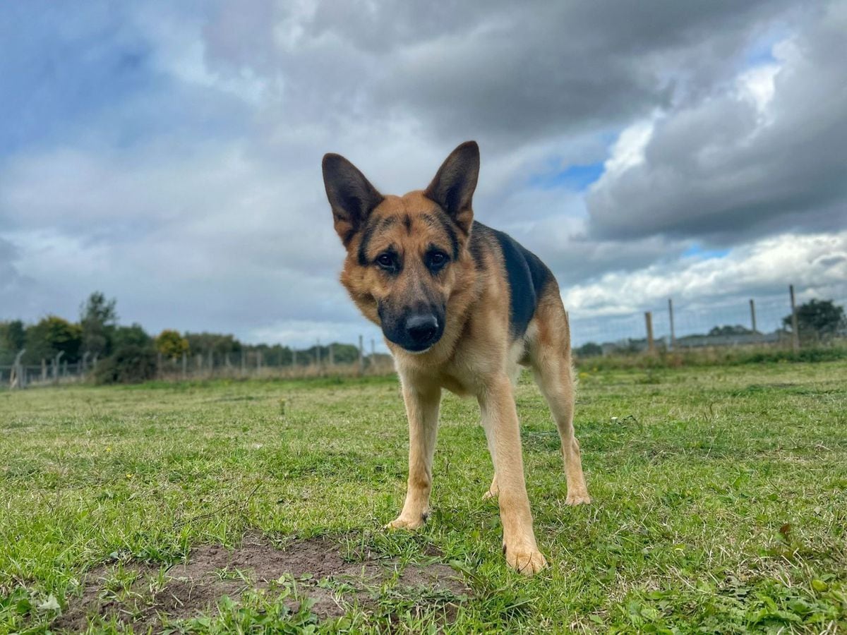 Despite going viral, the two-year-old German Shepherd is yet to find his forever home