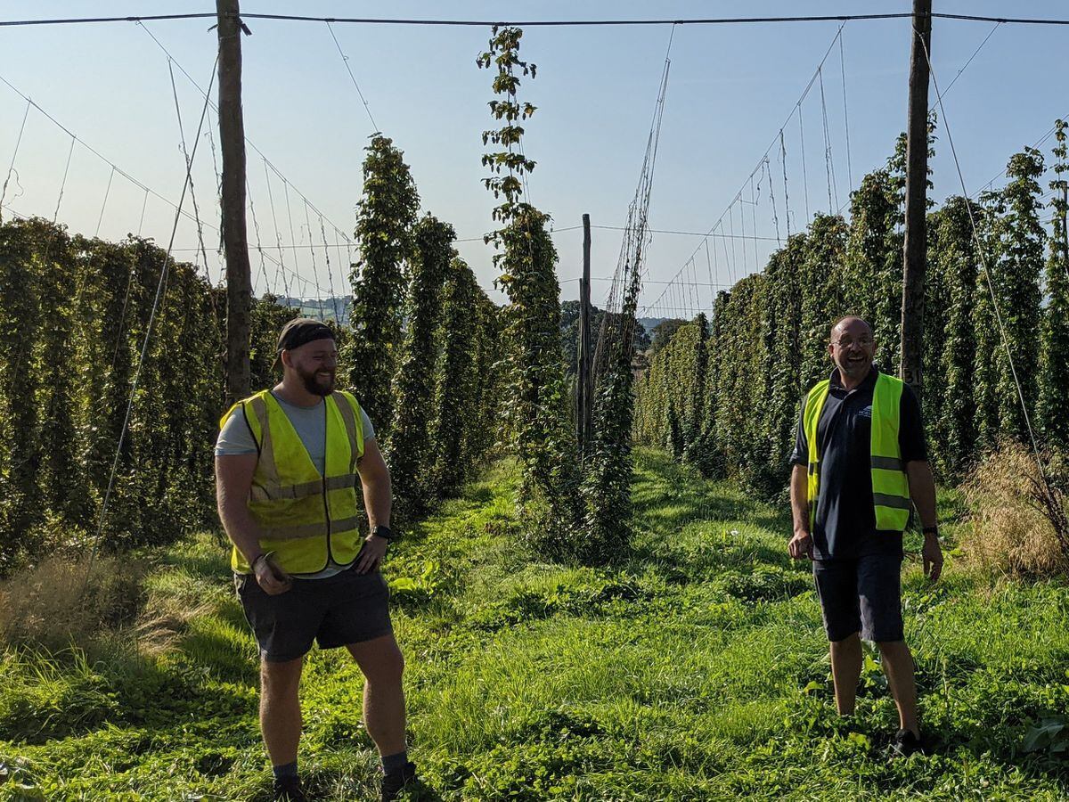 Founder Nick Davis (right) at a local hop yard on Green Hop brewing day 