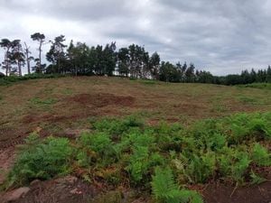 The Hillfort on Nesscliffe Hill