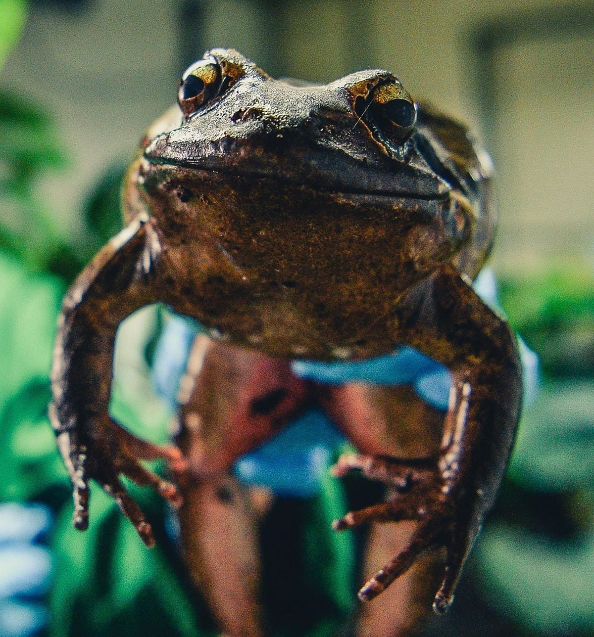 Frozen biosamples have been stored from the mountain chicken frogs to protect them against extinction