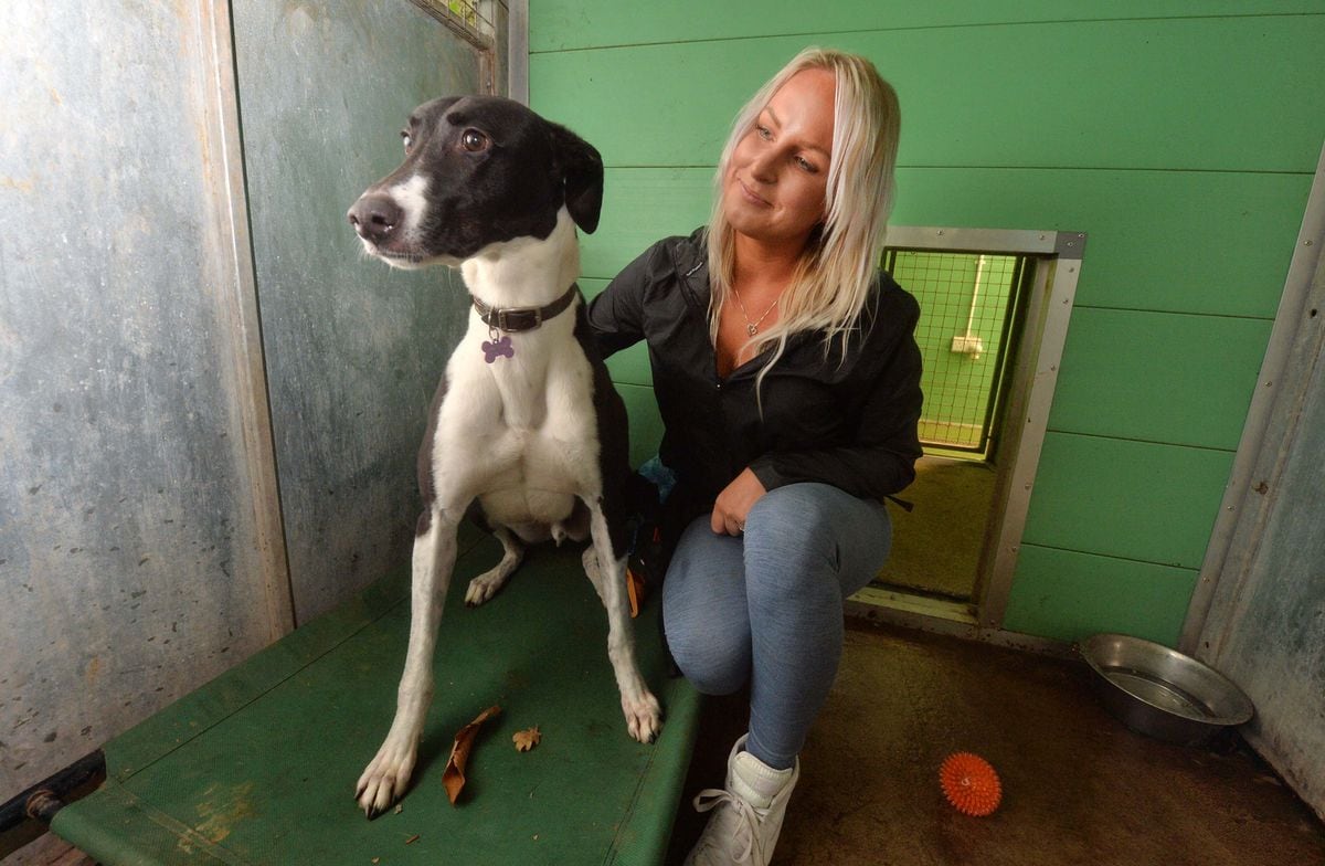 Cheryl Gibson with Jim the Lurcher at Hilbrae Rescue Kennels