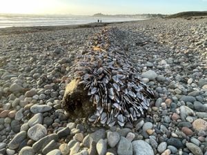 Gooseneck barnacles on Criccieth beach. Photo: Dave McGirr/SnapHappyDave