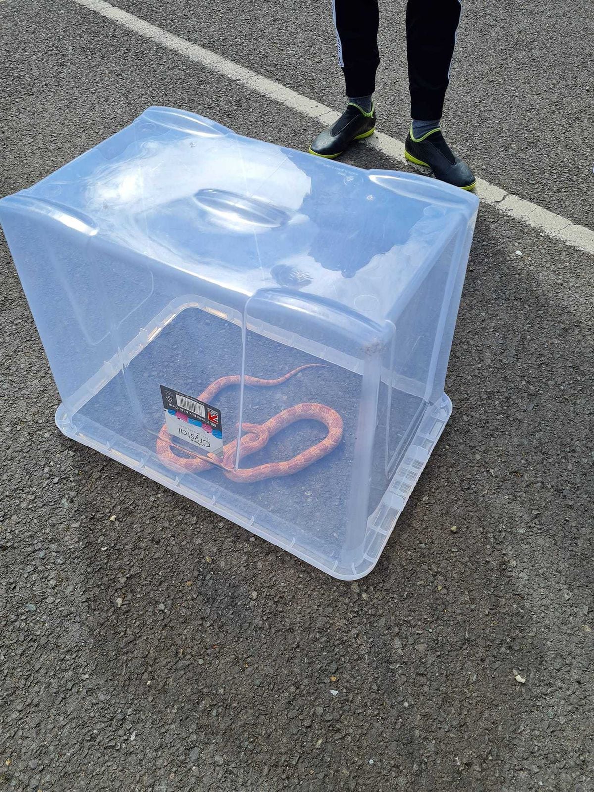 The snake safe in the box