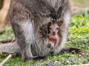 A red-necked wallaby joey emerging from its mother's pouch