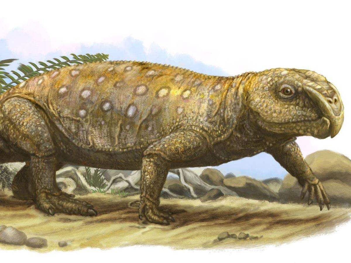 A rhynchosaur