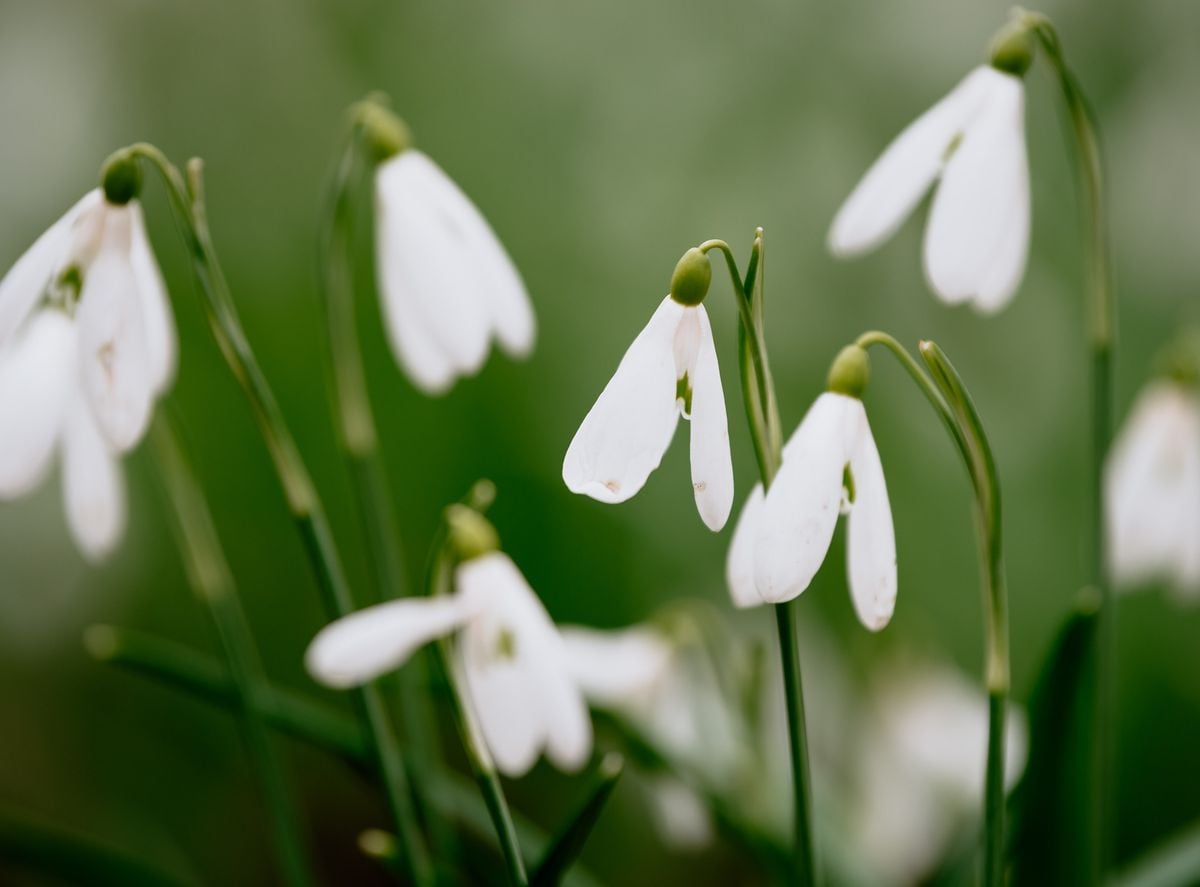 Shropshire Star photographer Jamie Ricketts took this picture of Snowdrops at The Old Vicarage during the 2020 Bishop's Castle Arts Festival