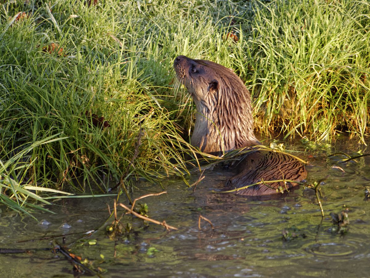 An otter pictured by John Hubble