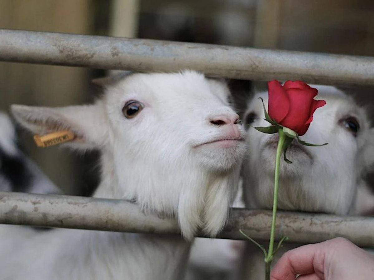 Give a goat a rose: Animal rescue centre hosting special Valentine's Day  experiences | Shropshire Star