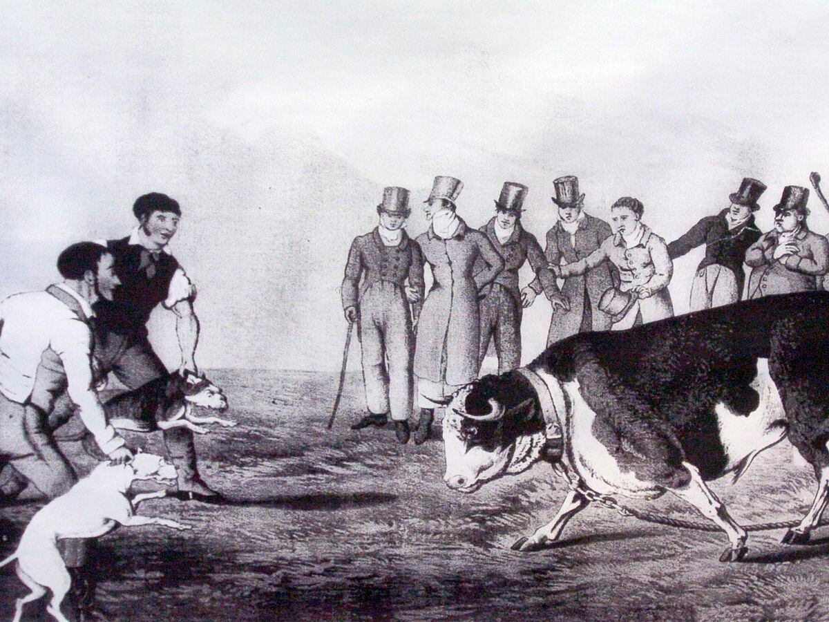 How the West Midlands was last bastion for bloodthirsty bull baiting