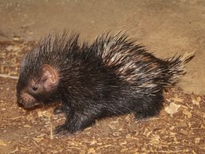 Hershey the baby cape porcupine at London Zoo