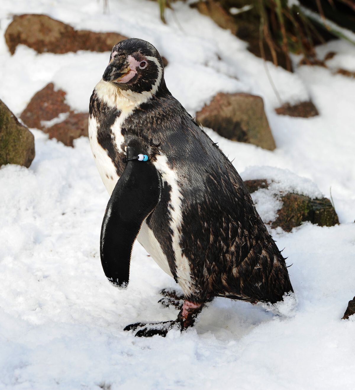 Many of the zoo's 69 penguins have died from the outbreak