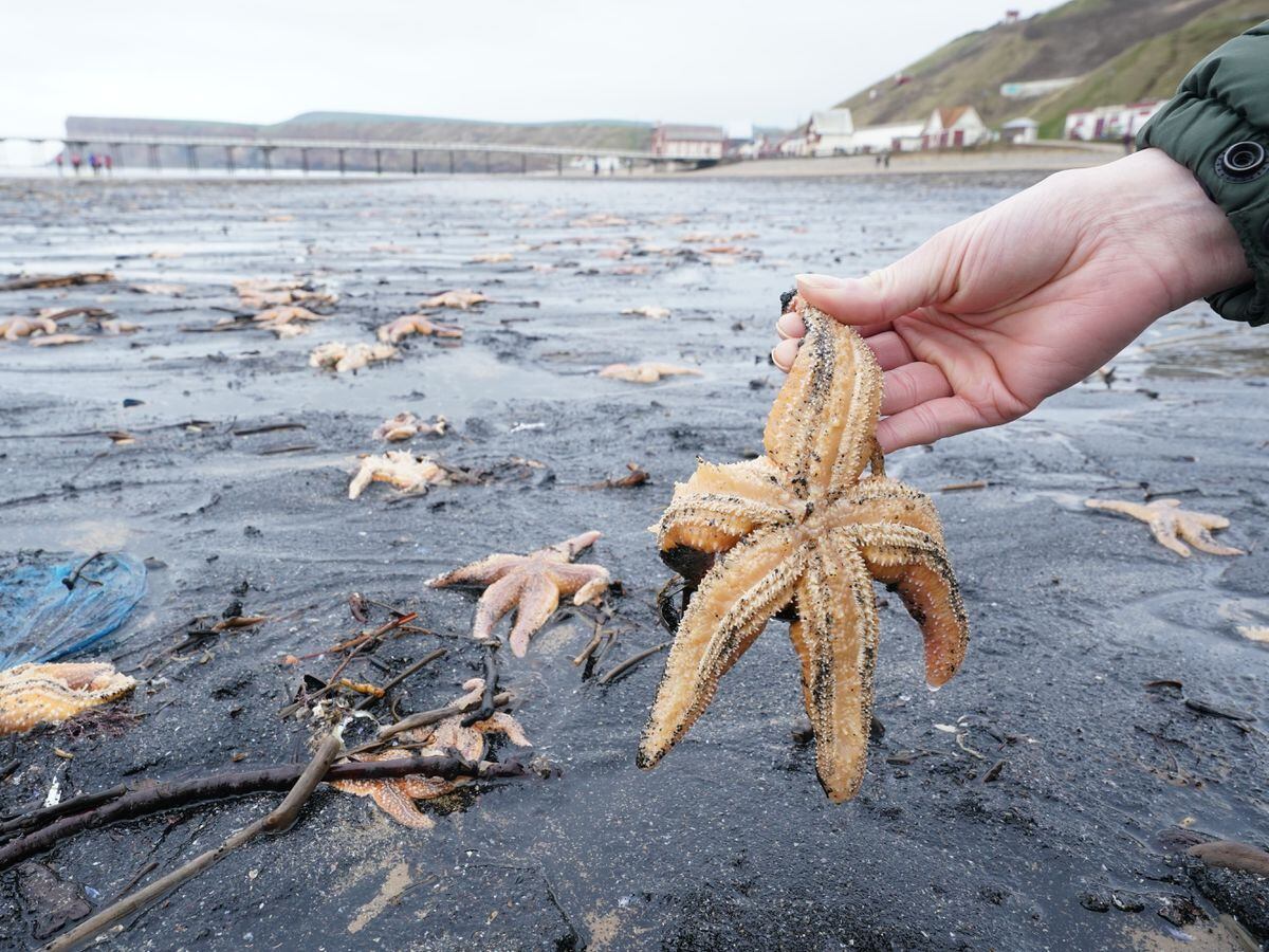 Dead and dying starfish that have been washed up on the beach at Saltburn-by-the-Sea in North Yorkshire (Owen Humphreys/PA)
